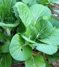 Horčica šalátová Misome F1 - Brassica campestris - semená horčice - 20 ks