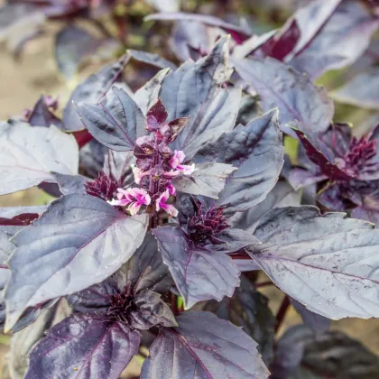 Bazalka červená Chianti - Ocimum basilicum - semená bazalky - 130 ks
