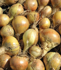 Cibuľa kuchynská Sturon - Allium cepa - semená - 250 ks