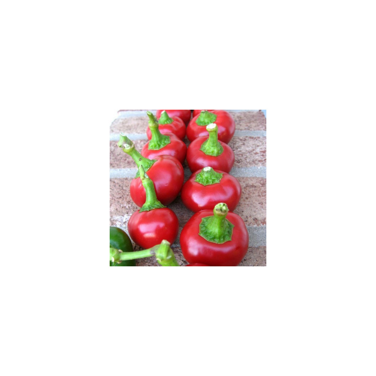 Paprika Red Cherry - Capsicum annuum - semená papriky - 7 ks