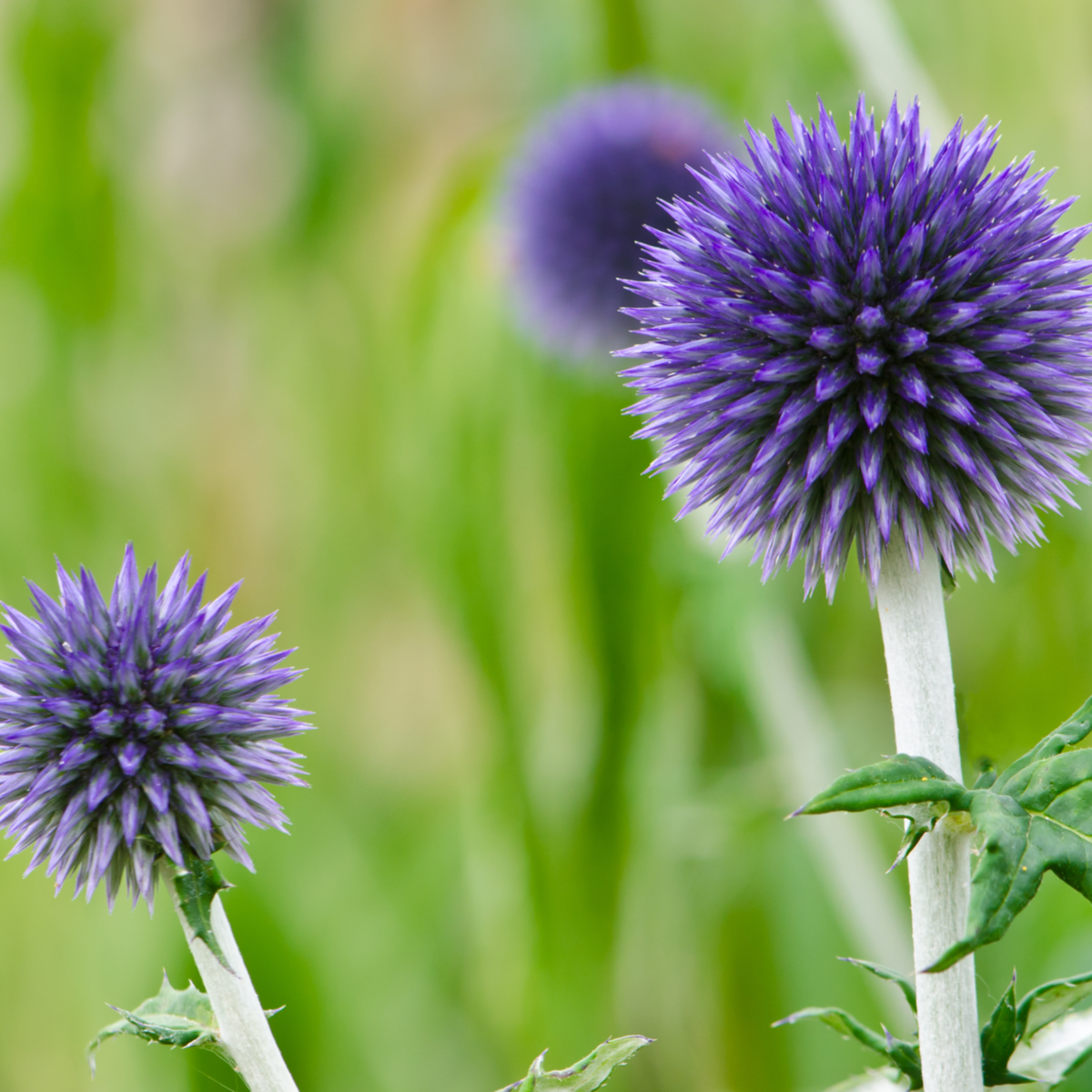 Ježibaba modrá - Echinops ritro - predaj semien - 6 ks