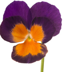 Sirôtka Jolly Joker F2 - Viola wittrockiana - semená - 20 ks