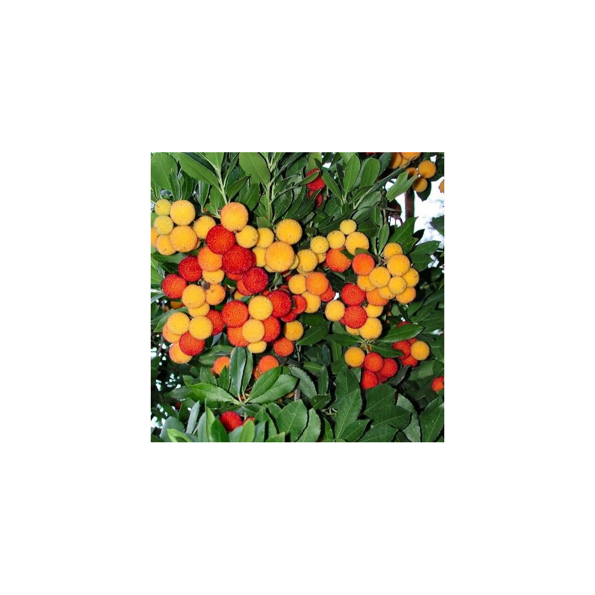 Planika obyčajná - Arbutus unedo - semená jahodovca - 5 ks