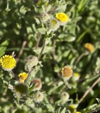 Blšník obyčajný - Pulicaria vulgaris - semená blšníka - 50 ks