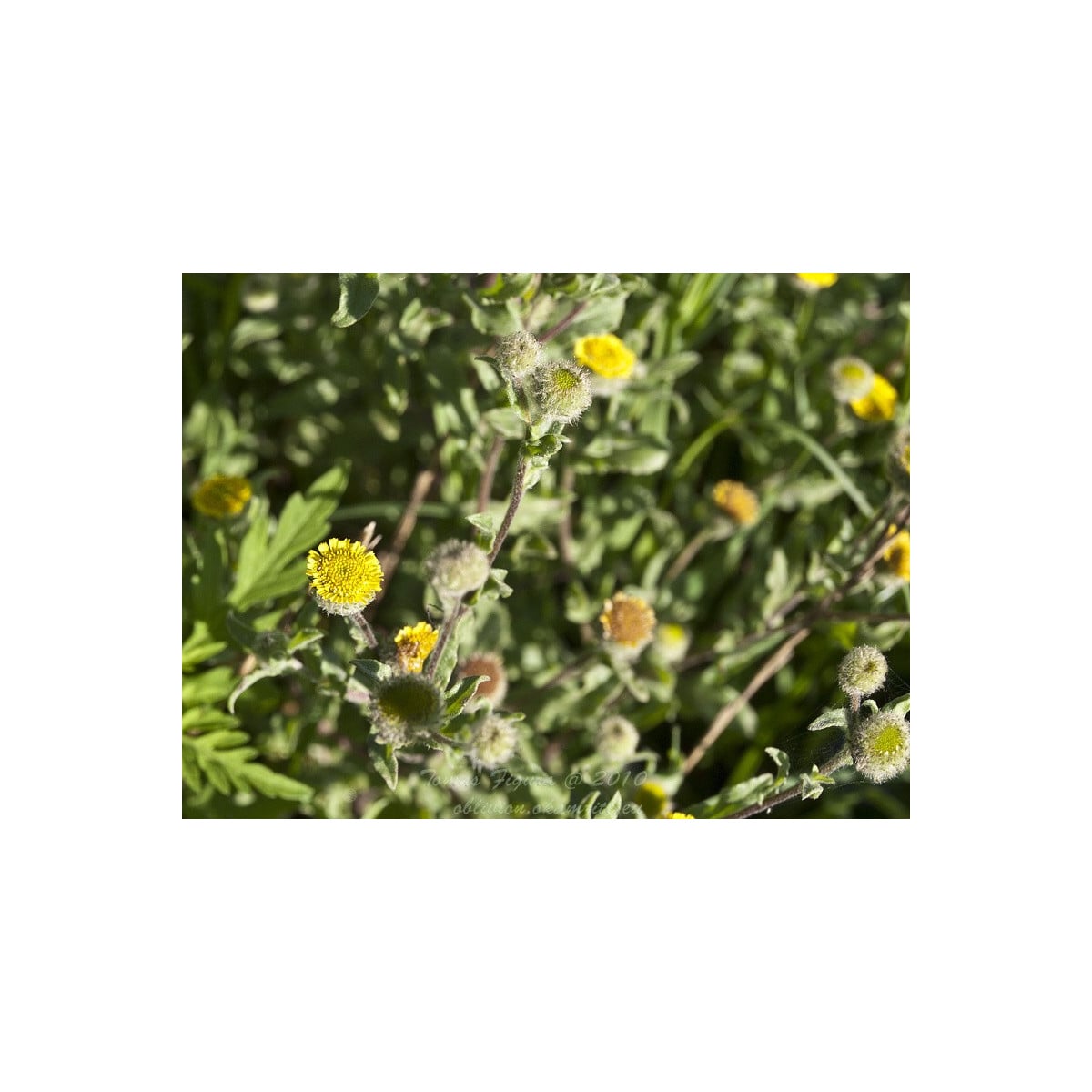Blšník obyčajný - Pulicaria vulgaris - semená blšníka - 50 ks