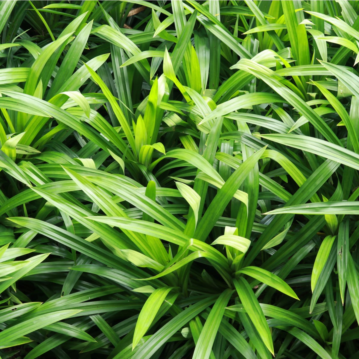 Palmová tráva - Setaria palmifolia - semená palmovej trávy - 10 ks
