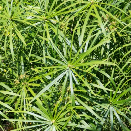 Šachor striedavolistý - Cyperus alternifolius - semená papyrusu - 0,05 g