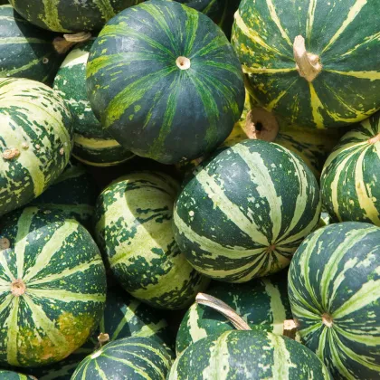 Tekvica byvolia - Cucurbita foetidissima - semená tekvice - 3 ks