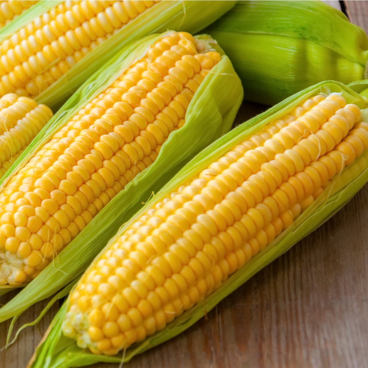 Kukurica Andrea F1 - Zea mays - semená kukurice - 16 ks