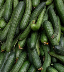 BIO uhorka hadovka Paska F1 - Cucumis sativus - bio semená uhorky - 4 ks
