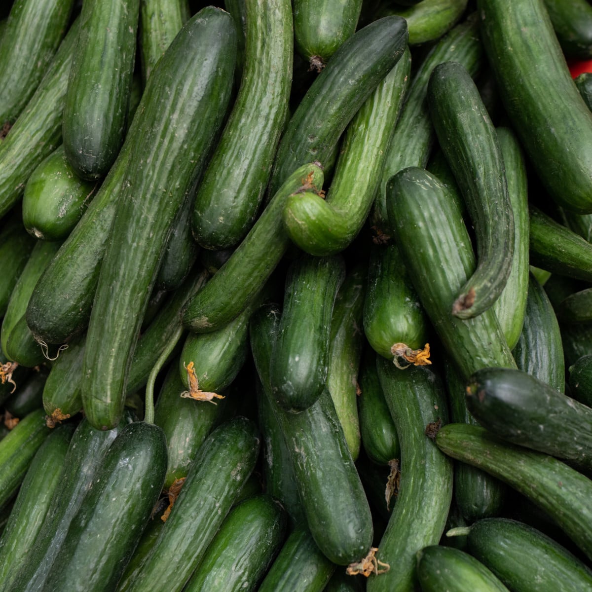BIO uhorka hadovka Paska F1 - Cucumis sativus - bio semená uhorky - 4 ks