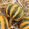 Tekvica okrasná Kamo Kamo - Cucurbita pepo - semená tekvice - 5 ks