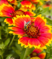 Kokarda osinatá veľkokvetá zmes - Gaillardia aristata - semená - 120 ks