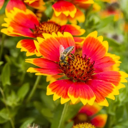 Kokarda osinatá veľkokvetá zmes - Gaillardia aristata - semená - 120 ks