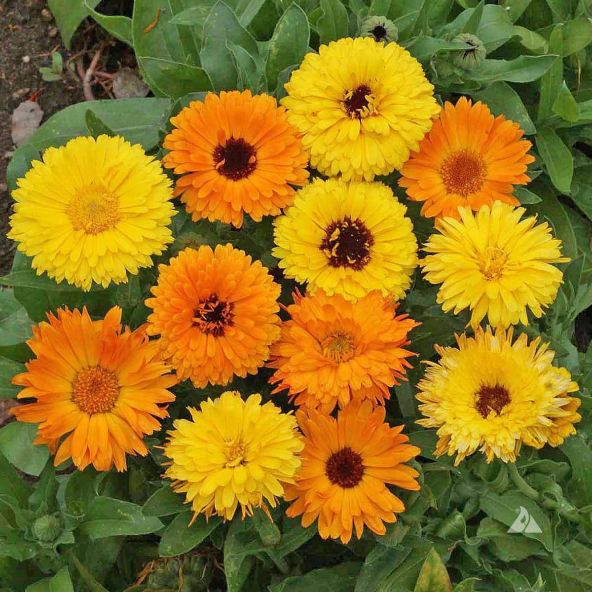 Nechtík lekársky Pacific Beauty zmes - Calendula officinalis - semená nechtíka - 30 ks