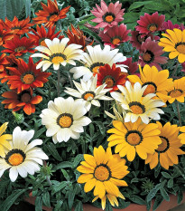 Gazánia lesklá zmes - Gazania splendes - semená - 50 ks