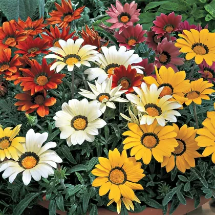 Gazánia lesklá zmes - Gazania splendes - semená - 50 ks