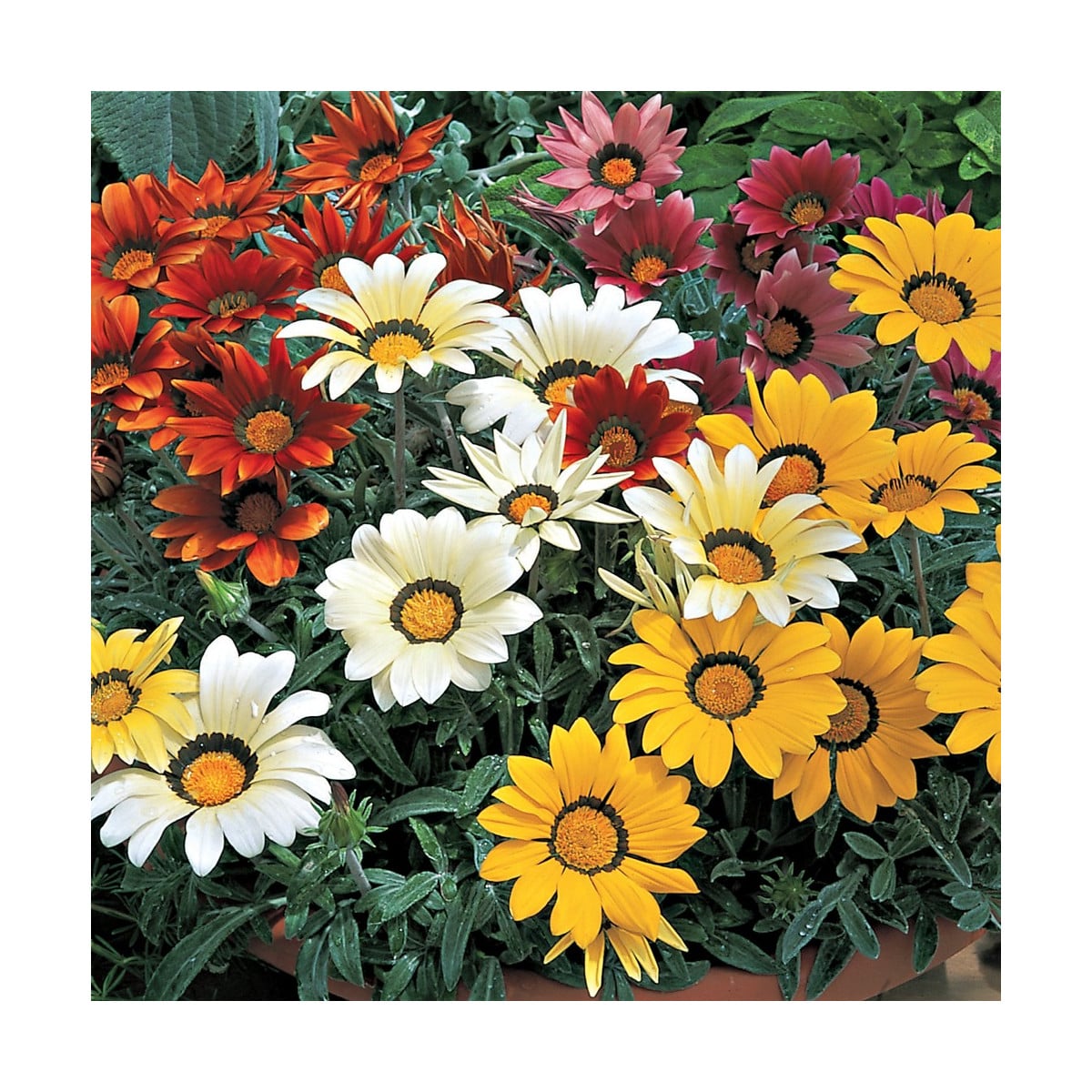 Gazánia lesklá zmes - Gazania splendes - semená - 50 ks