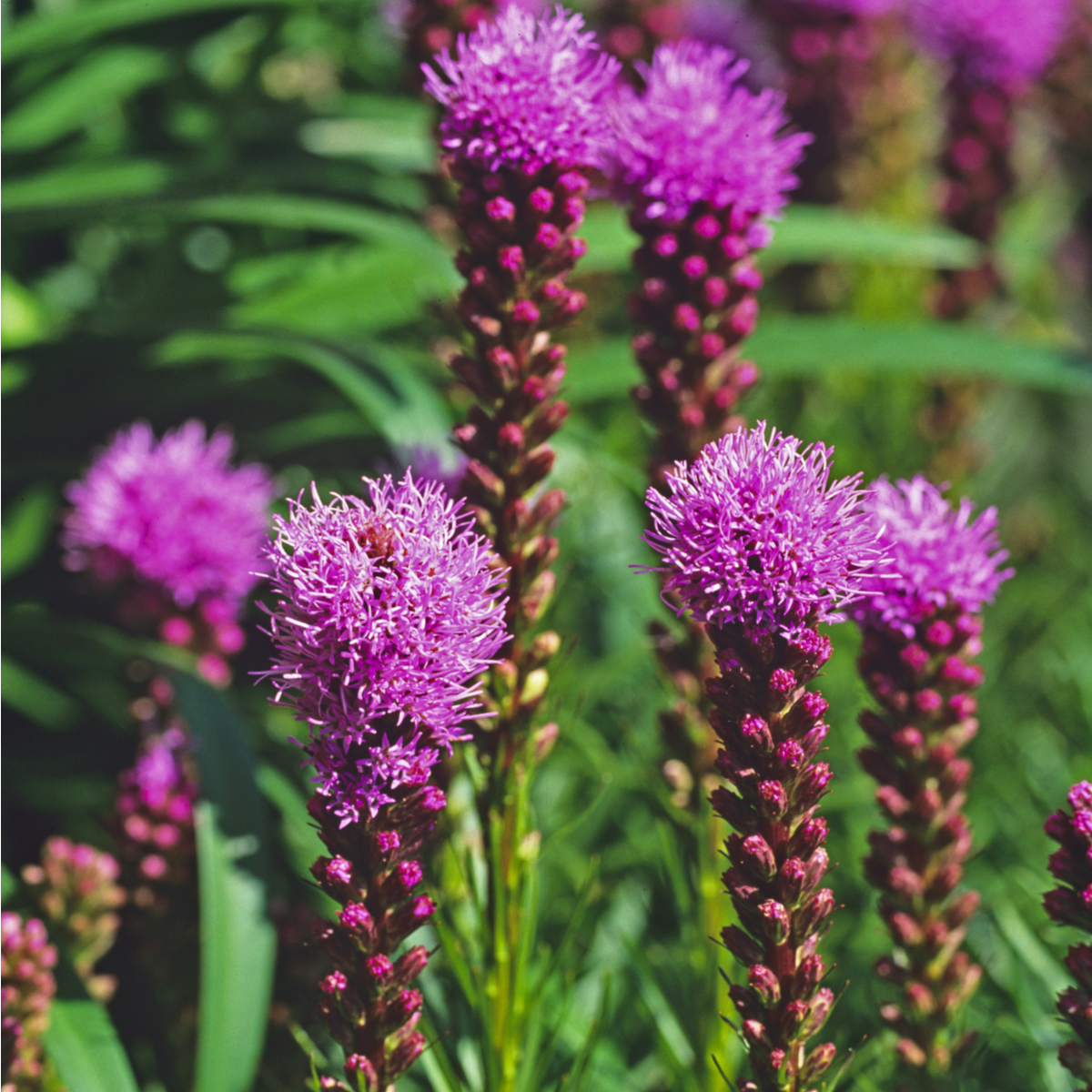 Liatra klasnatá Floristan Violet - Liatris spicata - semená - 20 ks