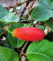 Kokcínia - Coccinia grandis - semená kokcínie - 4 ks