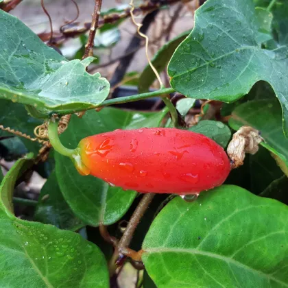 Kokcínia - Coccinia grandis - semená kokcínie - 4 ks