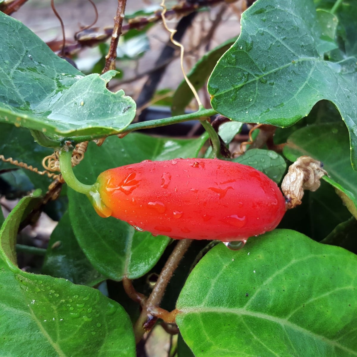 Kokcínia - Coccinia grandis - semená kokcínie - 4 ks