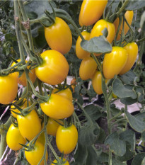 Paradajka Tom Yellow - Solanum lycopersicum - semená paradajok - 8 ks