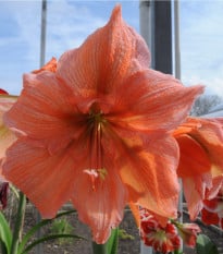 Zornica Rilona - Hiippeastrum - cibuľoviny - 1 ks
