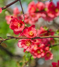 Dulovec - Chaenomeles Japonica - semená dulovca - 10 ks