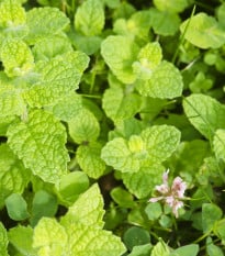 Mäta jablčná - Mentha rotundifolia - semená mäty - 50 ks