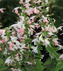 Šalvia šarlátová Hummingbird - Salvia coccinea - semená - 10 ks