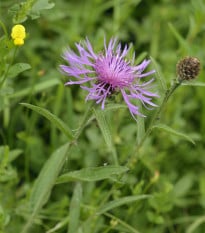 Nevädza Lesser Knapweed - Centaurea nigra - semená nevädze - 100 ks