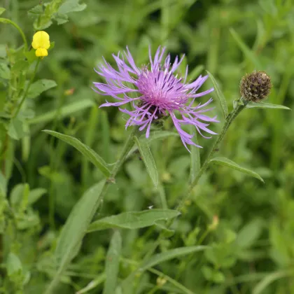 Nevädza Lesser Knapweed - Centaurea nigra - semená nevädze - 100 ks