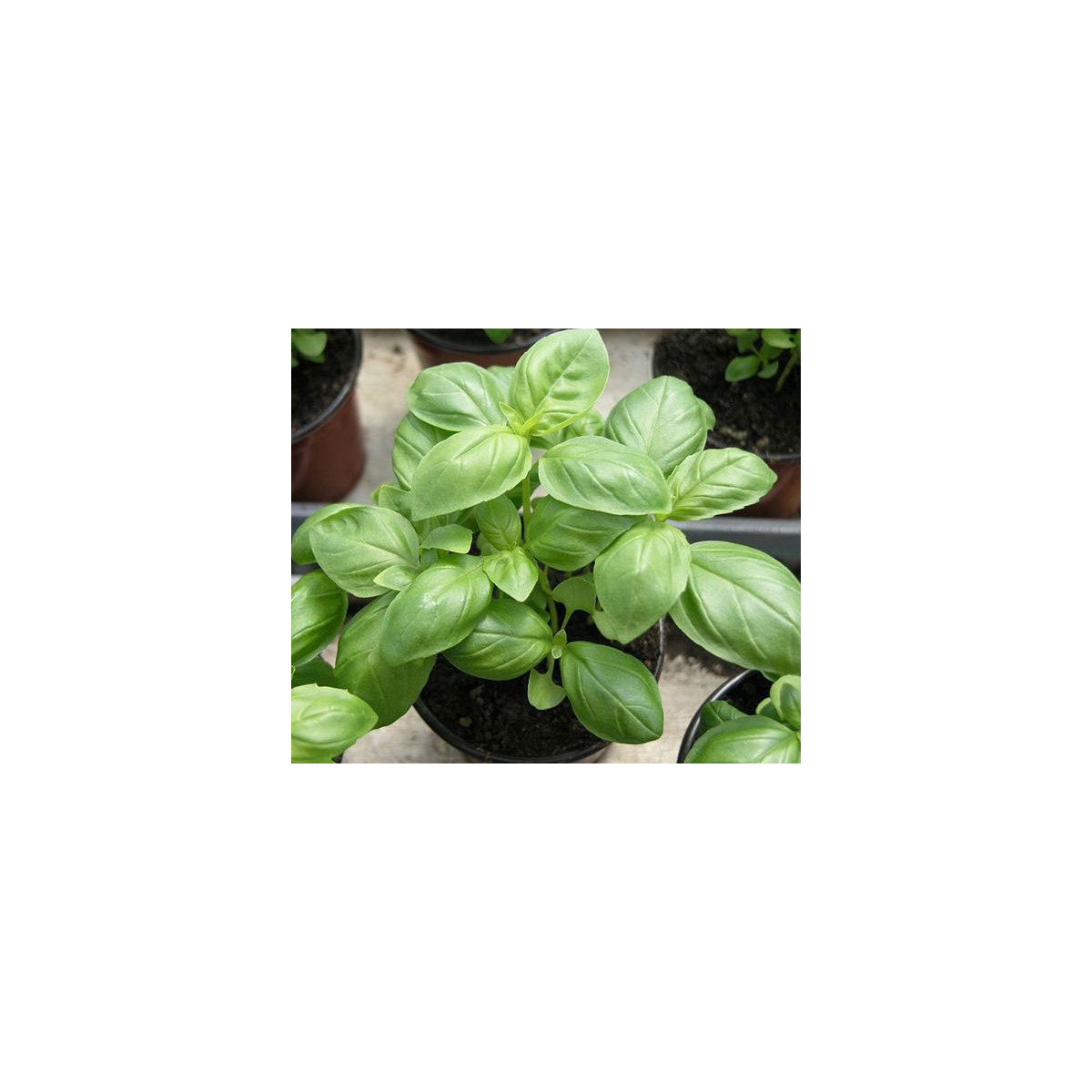 Bazalka pravá balkónová - Ocimum basilicum - semená bazalky - 0,3 g