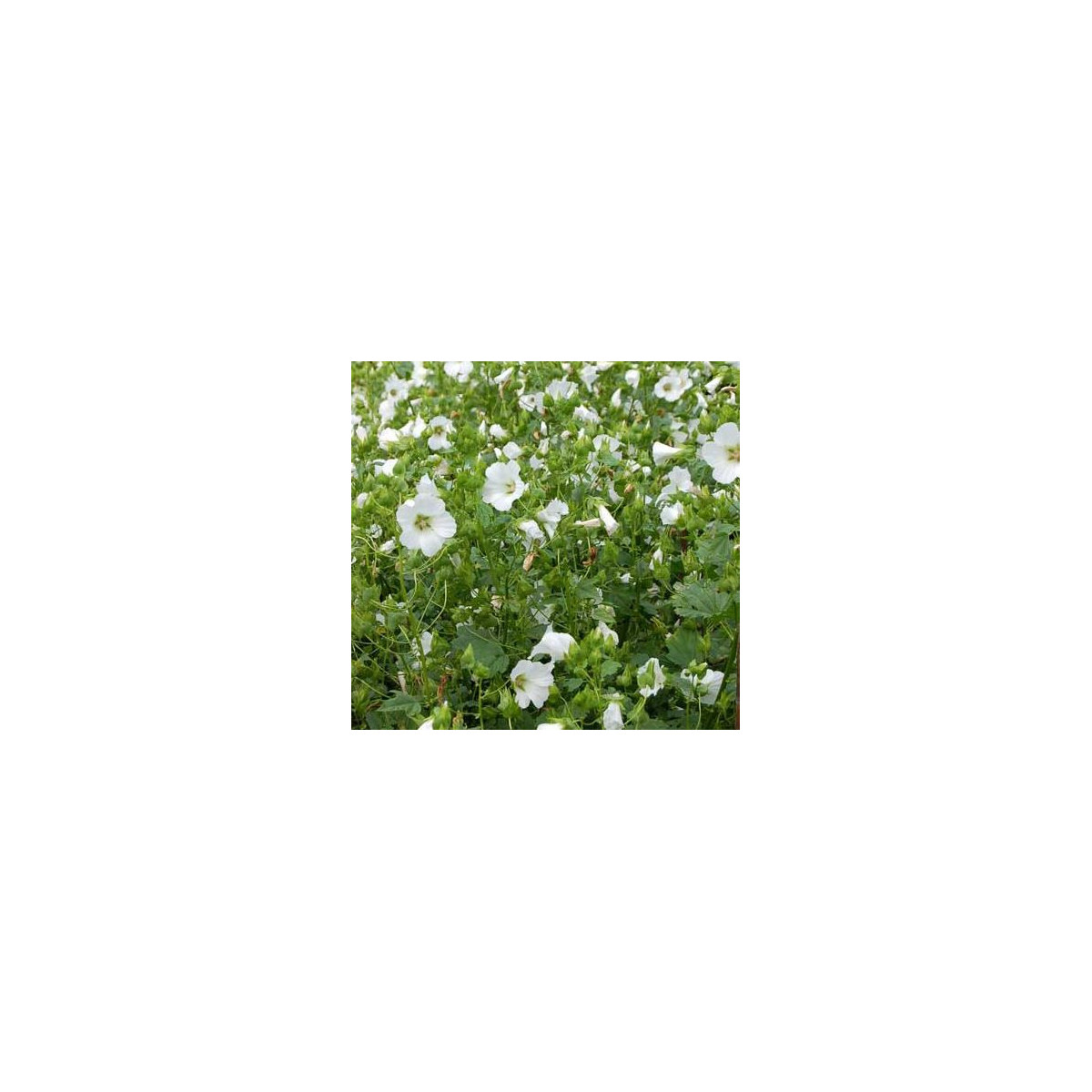 Slezovka trojklanná biela - Malope trifida - semená - 30 ks