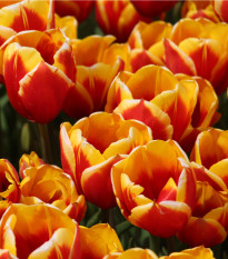 Tulipán Kees Nelis - predaj cibuľovín - holandské tulipány - 3 ks