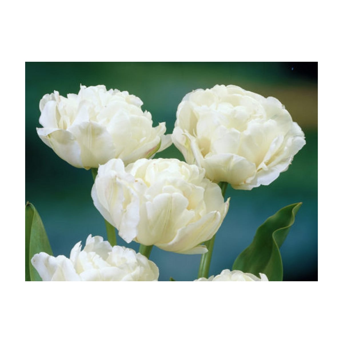 Tulipán Mount Tacoma - Tulipa - cibuľoviny - 3 ks