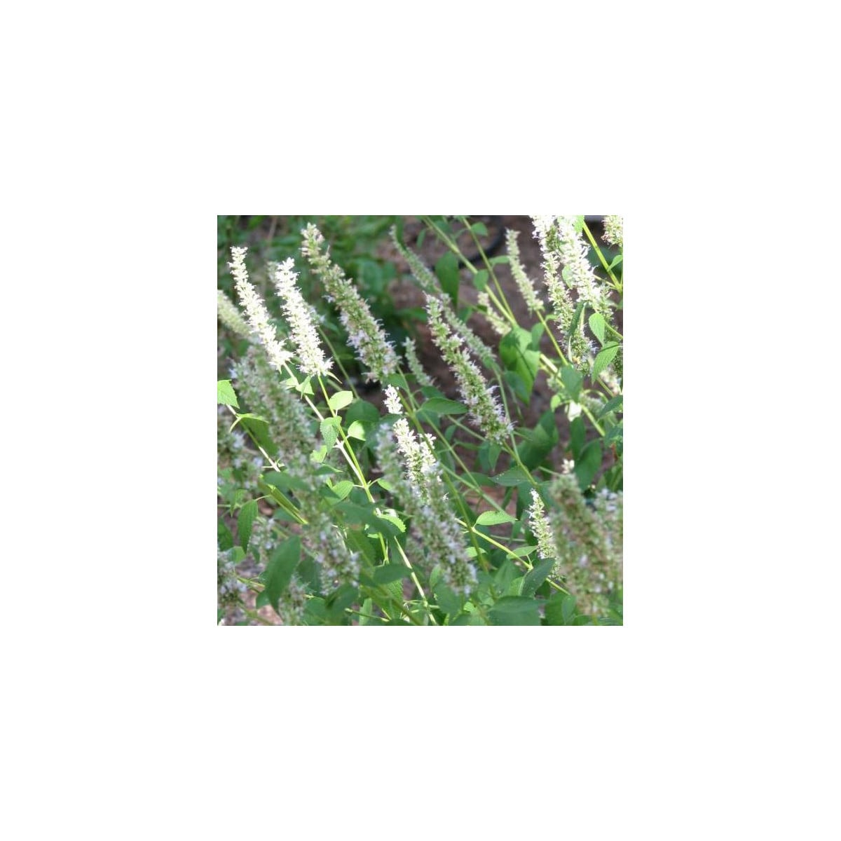Yzop lekársky biely - Hyssopus officinalis - semená yzopu - 100 ks