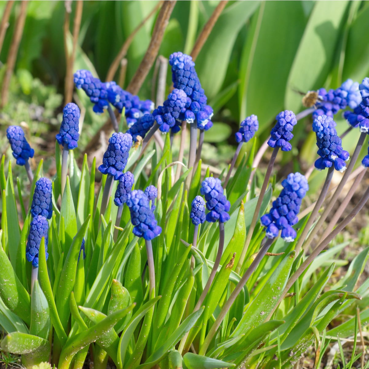 Modrica širokolistá - Muscari latifolium - predaj cibuľovín - 5 ks