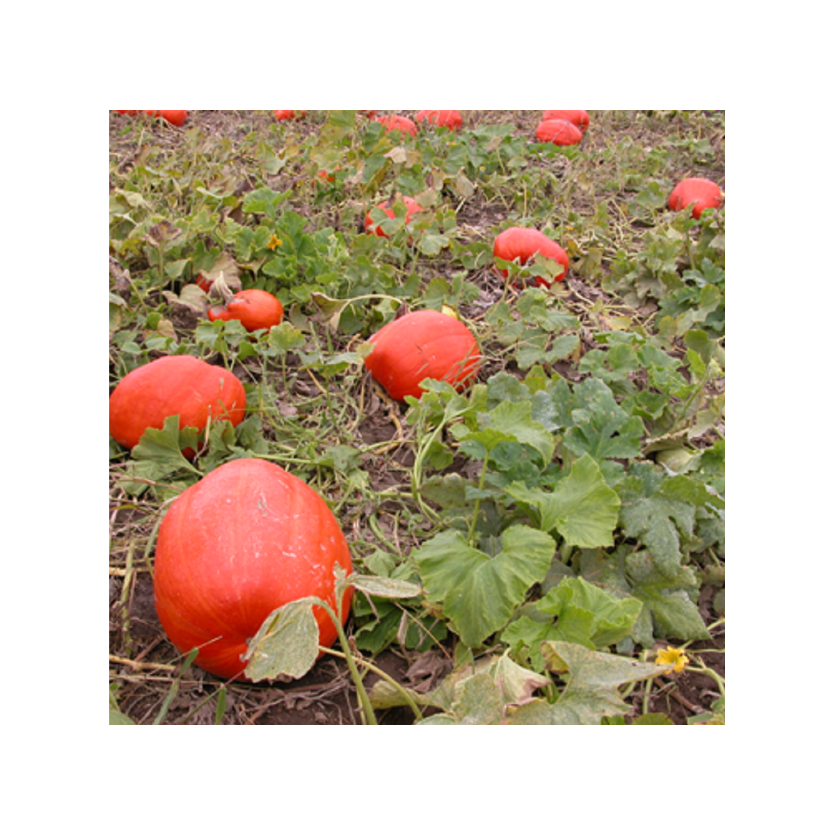 Tekvica Goliáš veľkoplodá - Cucurbita maxima - semená tekvice - 3 ks