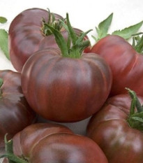 Paradajka Black Russian - Solanum lycopersicum - semená - 6 ks