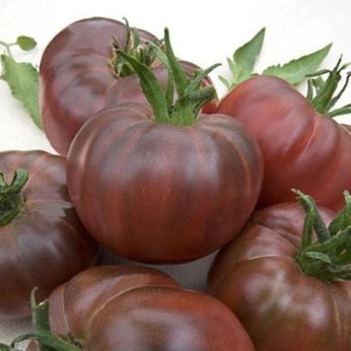 Paradajka Black Russian - Solanum lycopersicum - semená - 6 ks