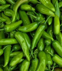Chilli Veľký Jim - Capsicum annuum - semená chilli - 7 ks