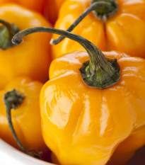 Chilli Scotch Bonnet oranžové - Capsicum Chinense - semená chilli - 6 ks