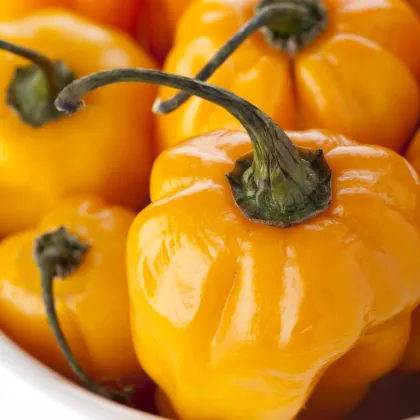Chilli Scotch Bonnet oranžové - Capsicum Chinense - semená chilli - 6 ks