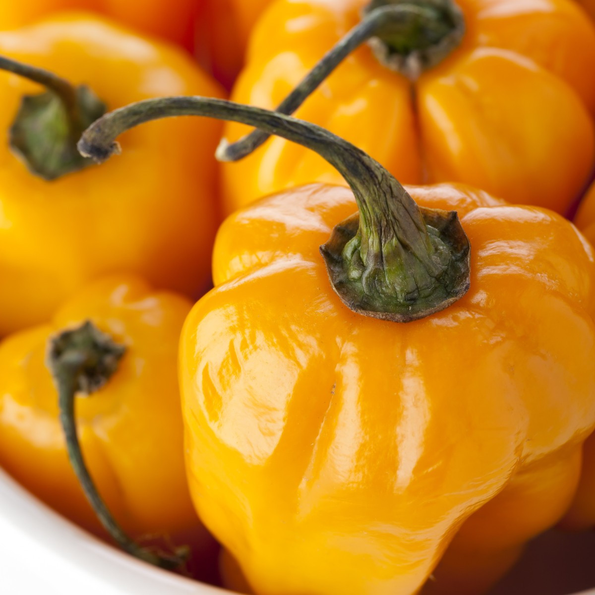 Chilli Scotch Bonnet oranžové - Capsicum Chinense - semená chilli - 6 ks