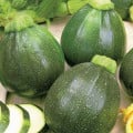 Cuketa Eight Ball F1 - Cucurbita pepo - semená cukety - 4 ks
