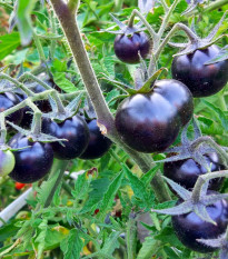 Paradajka Blueberry - Solanum lycopersicum - semená paradajky - 6 ks