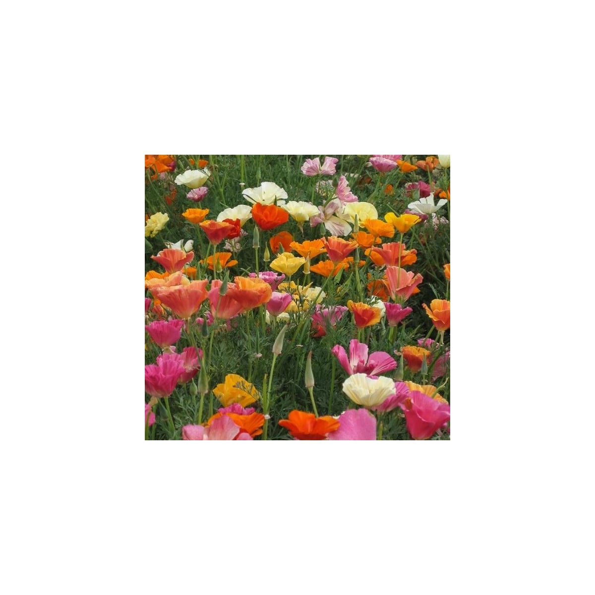 Slncovka zmes farieb - Eschscholzia californica - 0,3 g