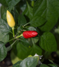 Chilli Little Elf - Capsicum Chinense - semená chilli - 6 ks
